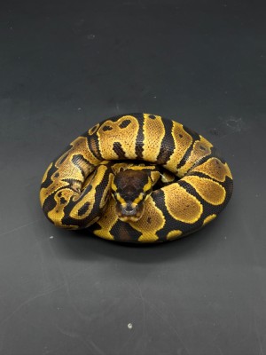 animal image