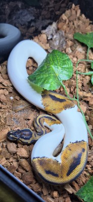 animal image