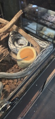 animal image