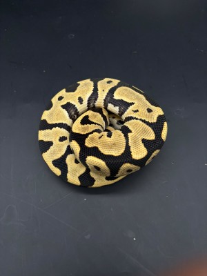 animal image