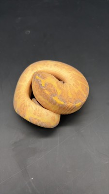 animal image