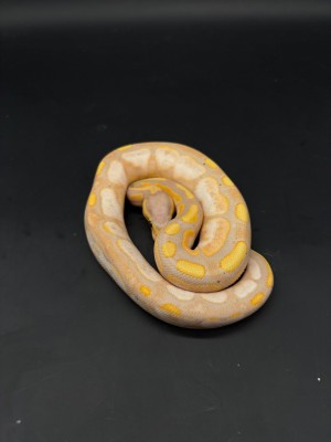 animal image