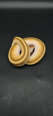 animal image