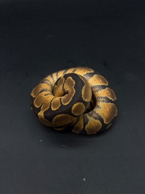 animal image
