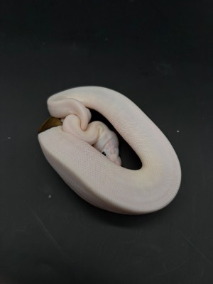 animal image