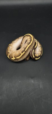 animal image