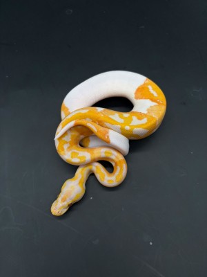 animal image