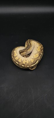 animal image