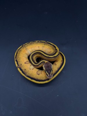 animal image