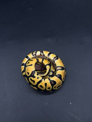 animal image