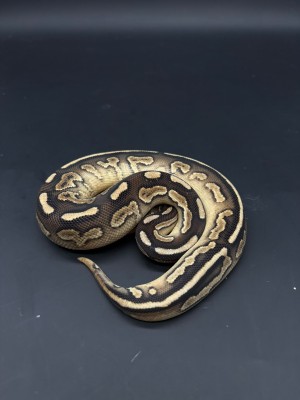 animal image