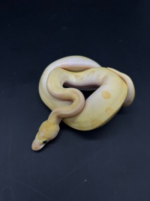 animal image