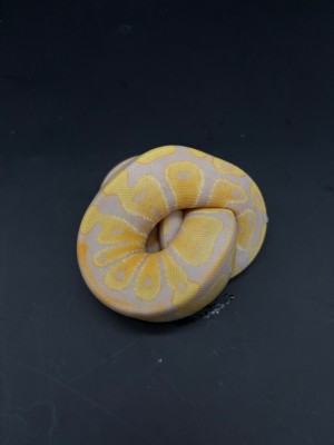 animal image