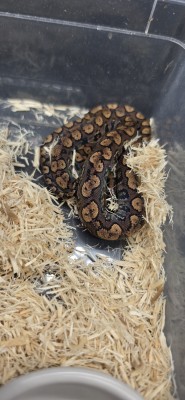 animal image