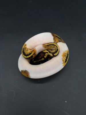 animal image