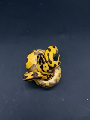 animal image