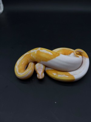 animal image
