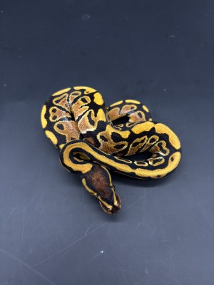 animal image