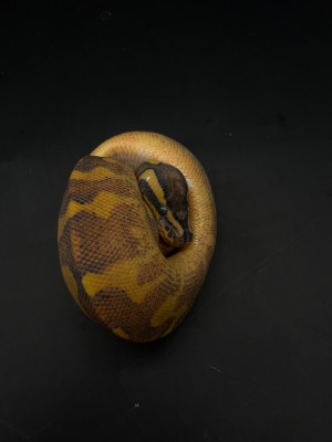 animal image