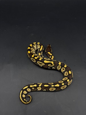 animal image