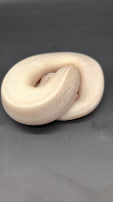 animal image