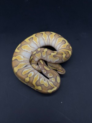 animal image