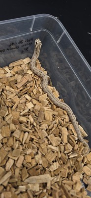 animal image