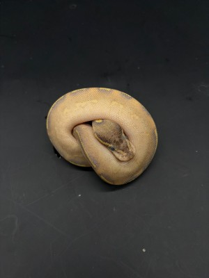 animal image