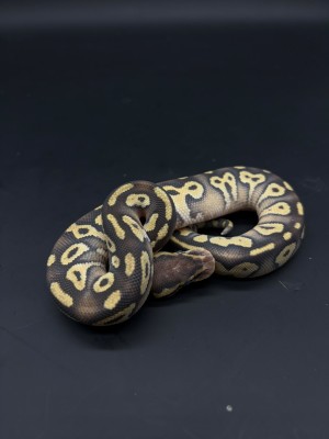 animal image