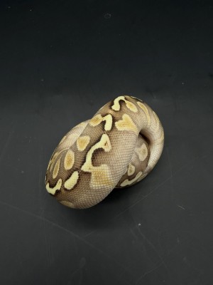 animal image