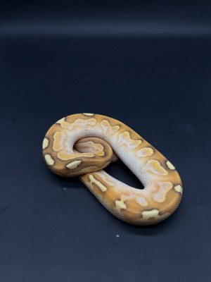 animal image