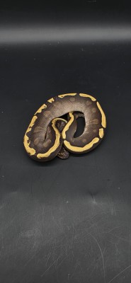 animal image