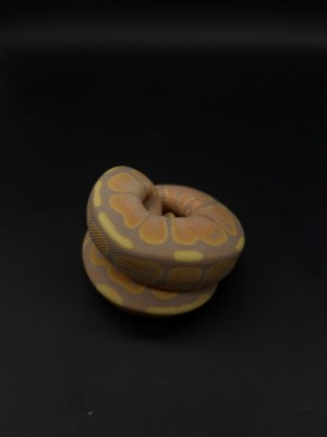 animal image