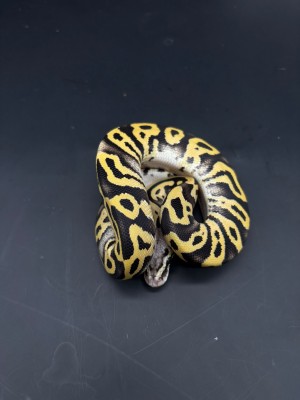 animal image
