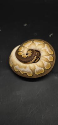 animal image