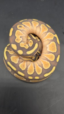 animal image