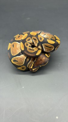 animal image