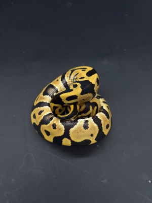 animal image