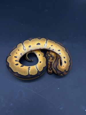 animal image