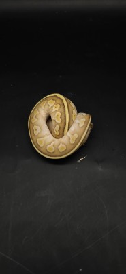animal image