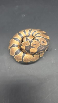 animal image