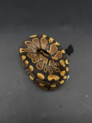 animal image
