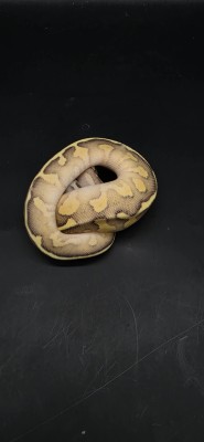 animal image