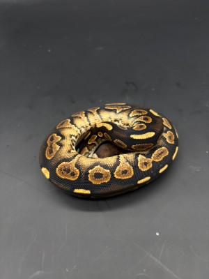 animal image