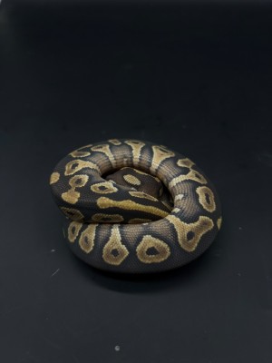 animal image