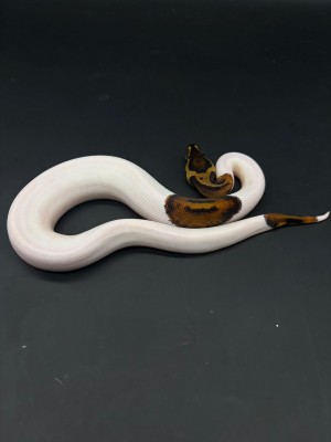 animal image