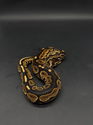 animal image