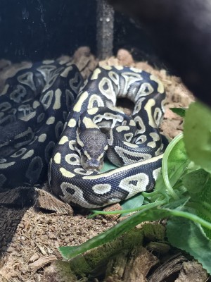 animal image