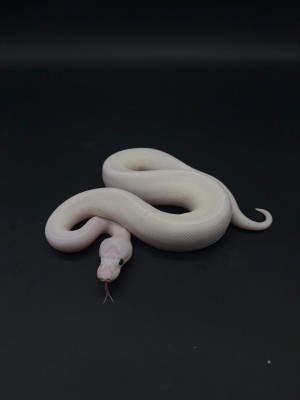 animal image