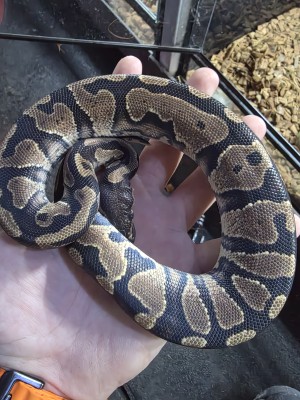 animal image
